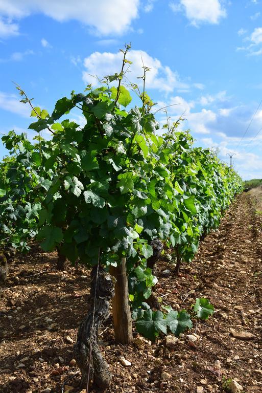 La Route Des Vins Apartment Beaune  Luaran gambar